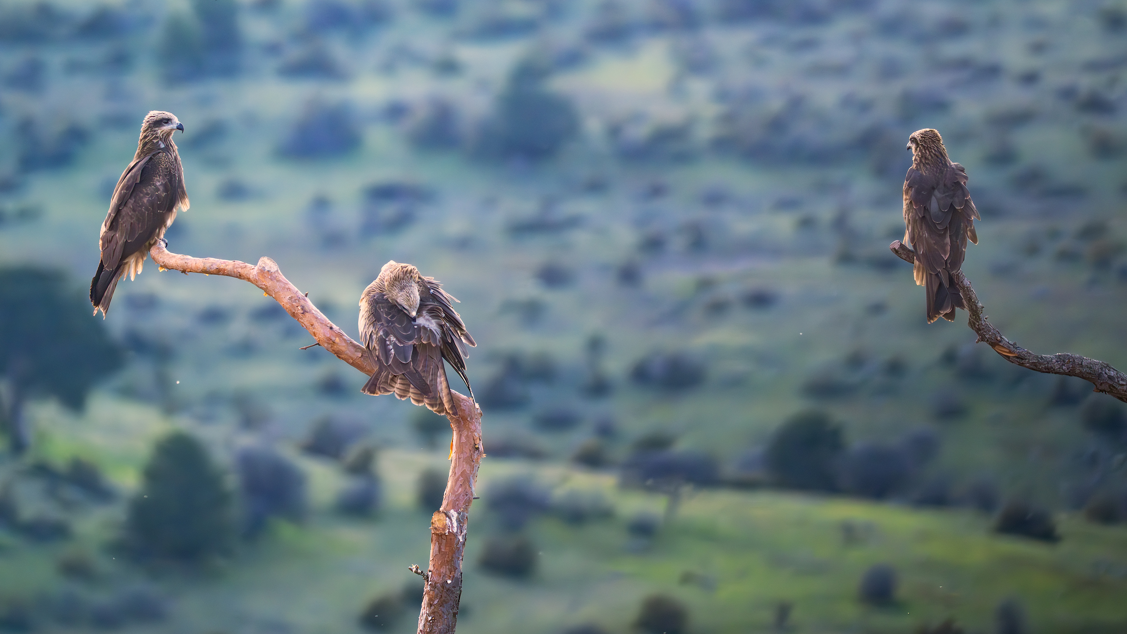 Black Kite